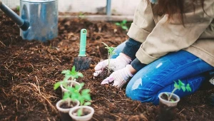 Pomidory to rośliny, które potrzebują regularnego dokarmiania. Czym najlepiej je nawozić?