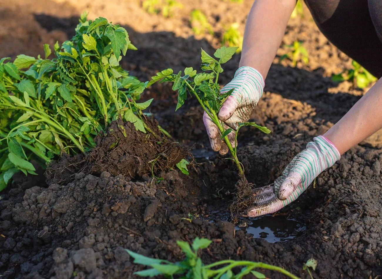Mączkę rybną można stosować już w trakcie sadzenia pomidorów, a potem nawozić je w trakcie wegetacji.