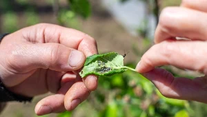 Mszyce już zaczęły żerowanie w ogrodach. Jak powstrzymać szkodniki, nie stosując chemii?