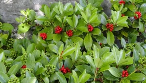 Co posadzić w cieniu? Aukuba japońska to doskonały wybór.