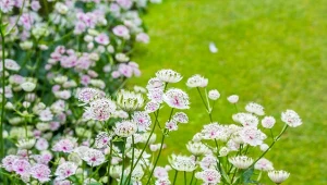 Oryginalna, odporna i łatwa w pielęgnacji. Tę bylinę warto mieć w ogrodzie