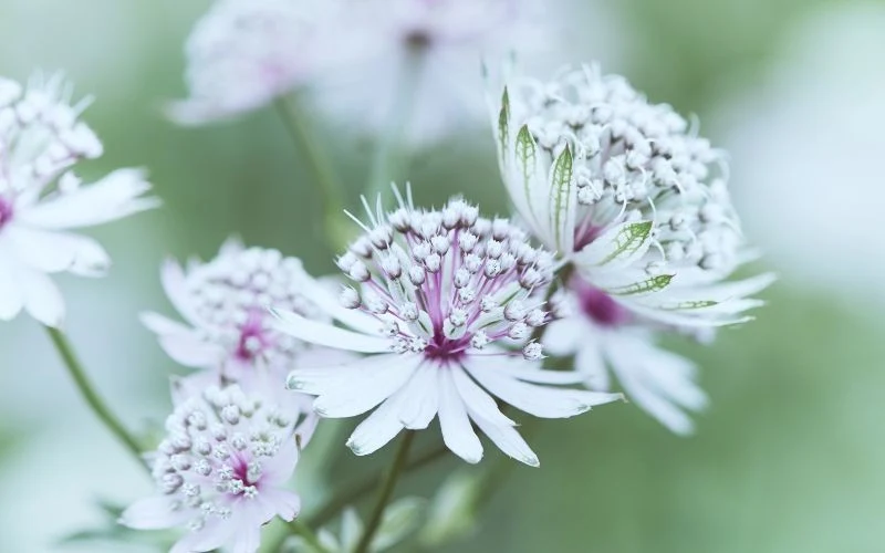 Białe odmiany jarzmianki są chętnie wykorzystywane w kompozycjach na tle ciemniejszych elementów