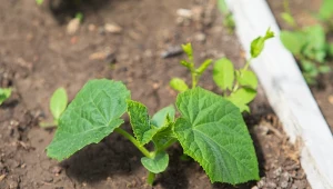 Kiedy i czym nawozić ogórki? Te sposoby zapewniają dorodne plony.