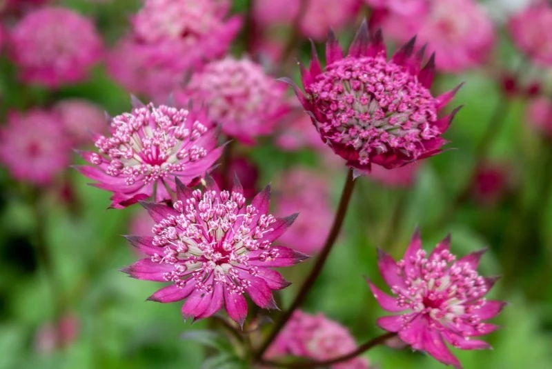 Podstawą powodzenia w uprawie jarzmianki jest wybór odpowiedniego stanowiska.