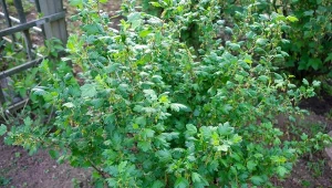 Podczas zawiązywania owoców agrest potrzebuje wzmocnienia. Jakie nawozy stosować?