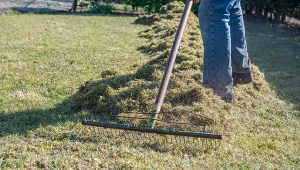 Podpowiadamy, jak zwalczyć mech na trawniku.