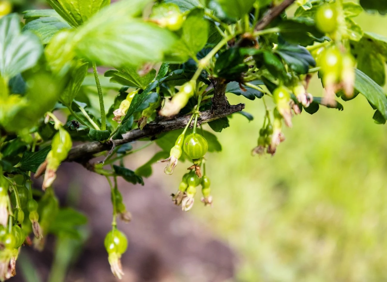 Drugi ważny termin nawożenia agrestu to czas zawiązywania owoców.