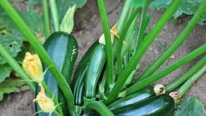 Co zrobić, żeby cukinia dobrze owocowała? Trzeba o to zadbać już na etapie siewu. Fot. tchara / Canva Pro