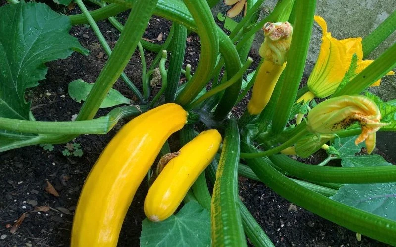 Odmiana 'Goldena' wytwarza żółte owoce, które są chętnie wykorzystywane w przetwórstwie