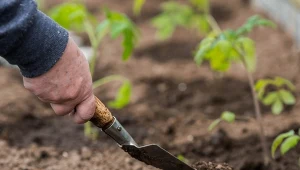 Maj jest wyjątkowo zimny, a pomidory nie lubią chłodu. Jak ochronić rośliny przed zimnem?