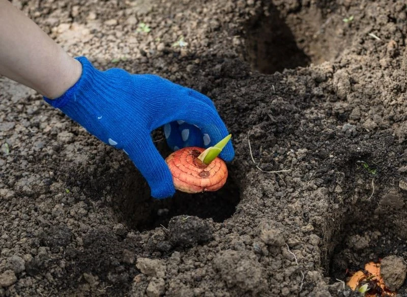Głębokość sadzenia bulw mieczyków ma duże znaczenie