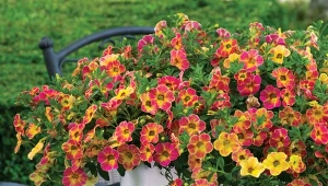 Kalibrachoa (Calibrachoa) to wyjątkowo dekoracyjna i wytrzymała roślina balkonowa.