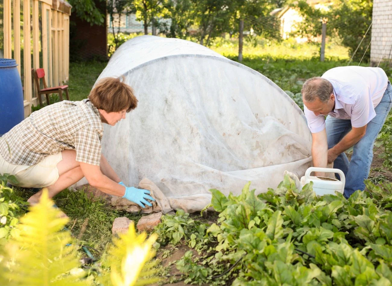 Okrywanie pomidorów agrowłókniną to dobry sposób, by chronić rośliny przed wychłodzeniem.