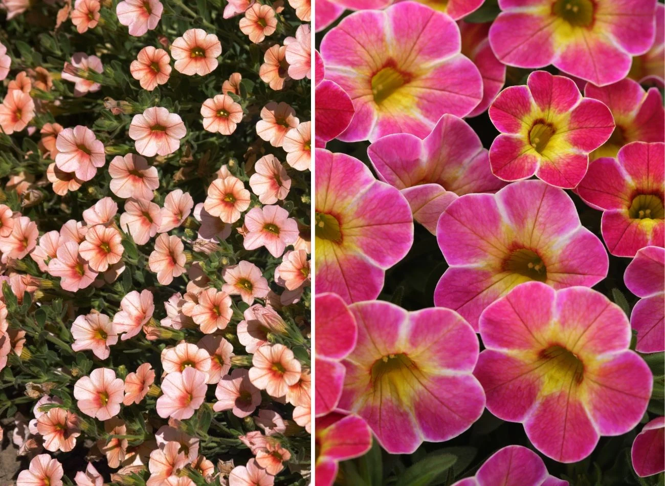 Kalibrachoa wyróżnia się bogactwem odmian, które zachwycają zarówno barwą, jak i formą kwiatów. Fot. YanYin/Topher Berg