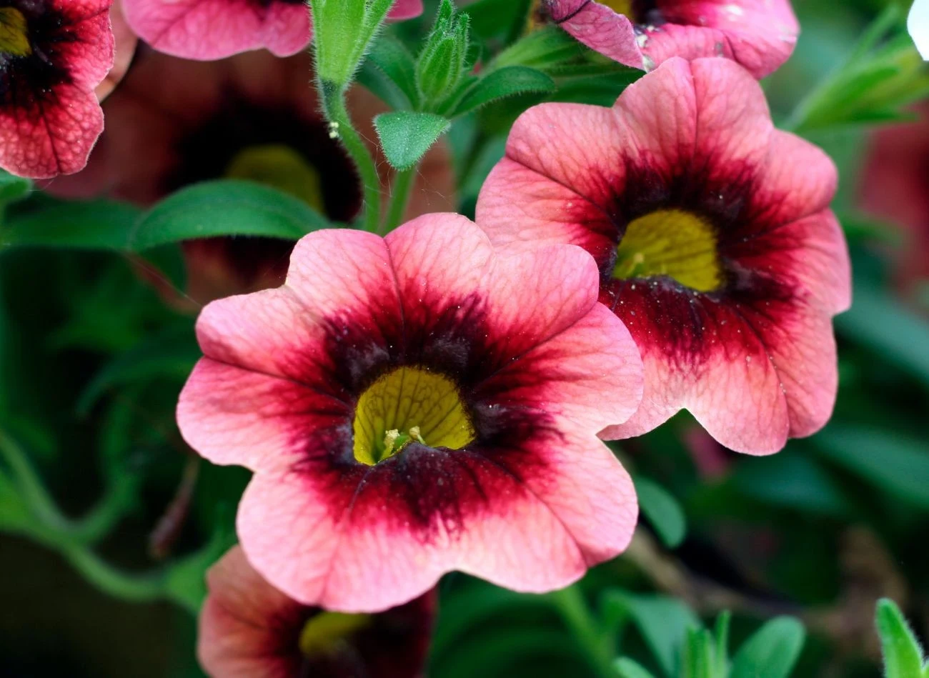 Kalibrachoa najlepiej rośnie na stanowiskach słonecznych, choć dobrze znosi także lekki półcień.