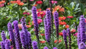 Liatra kłosowa zniesie przejściową suszę i pięknie zakwitnie w słońcu.