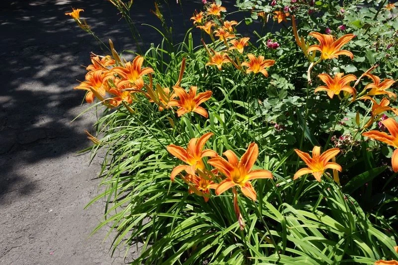 Liliowce to długowieczne byliny, których nie może zabraknąć w ogrodzie