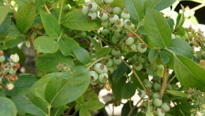 Jak pomóc borówce w owocowaniu? Zacznij podlewać witaminowym nawozem