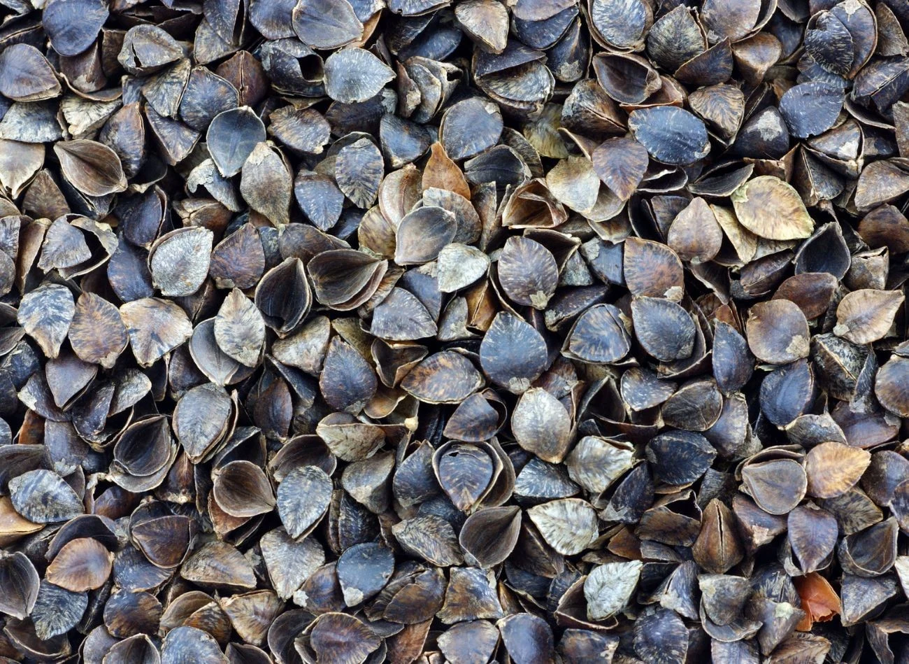 Wartość opałowa łusek gryki w stanie luźnym sięga 15–16 MJ/kg, a po sprasowaniu nawet 17 MJ/kg – to wynik zbliżony do pelletu średniej klasy.