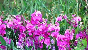 Kwiaty groszku szerokolistnego są bezwonne, po przekwitnięciu zmieniają się w zielone strączki z  nasionami. Fot. Clara Nila