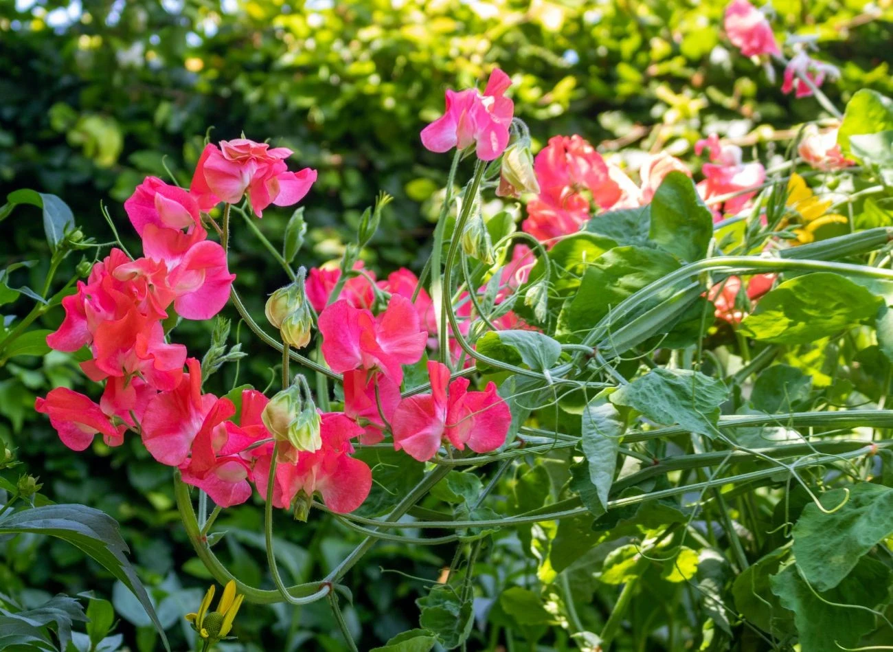 Groszek szerokolistny kwitnie aż do września.