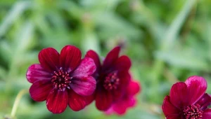 Niektóre pachną czekoladą i kwitną do października. Ciekawe odmiany i siew kosmosów w maju