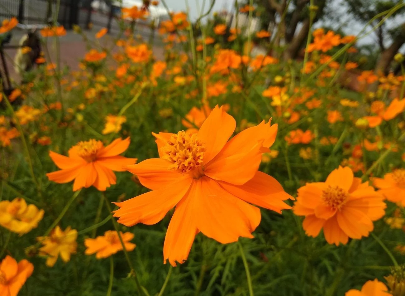 Kosmos siarkowy kwitnie w intensywnych odcieniach. Chętnie umieszcza się go na pierwszym planie kompozycji.