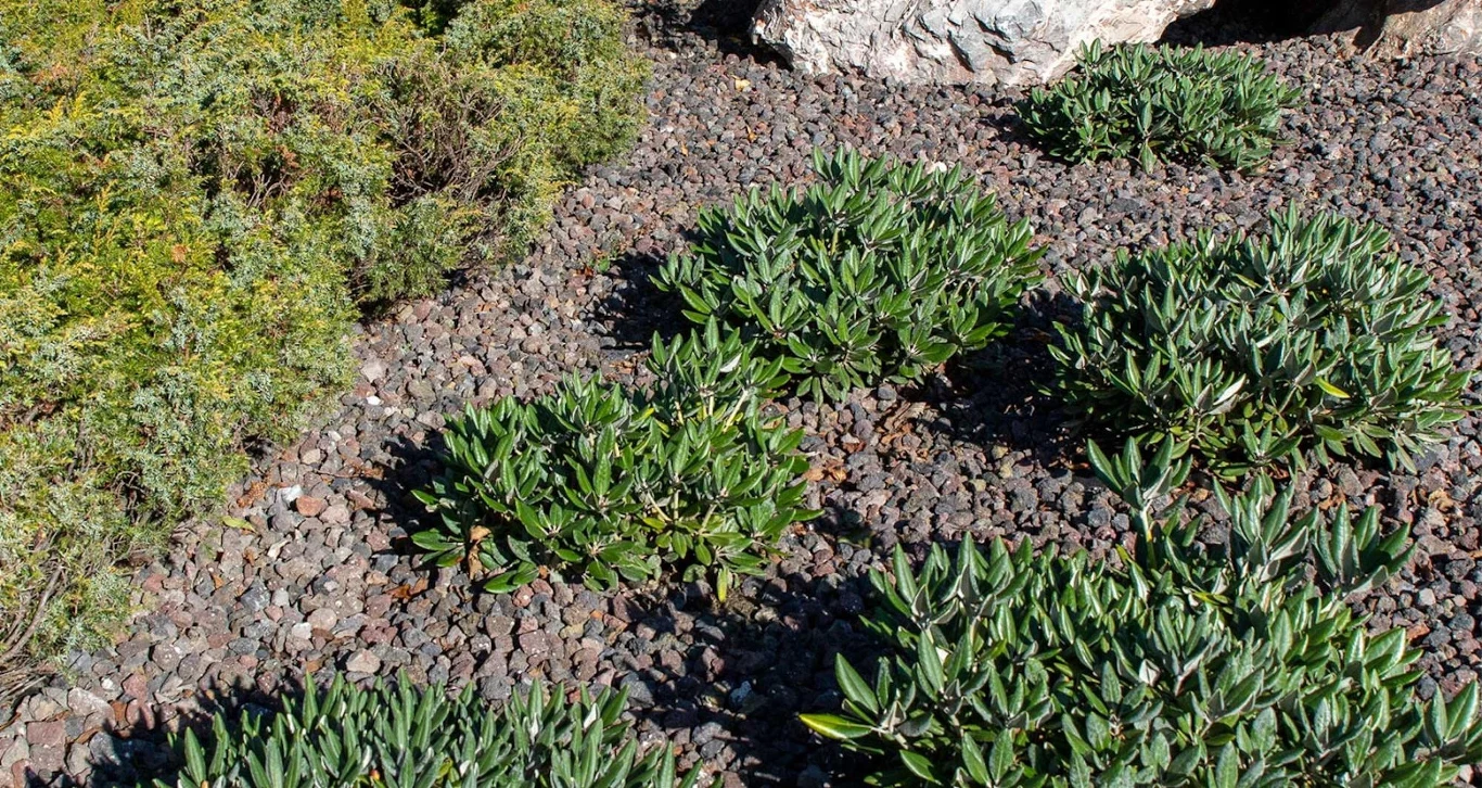 Lawa wulkaniczna cechuje się niską wagą w stosunku do objętości