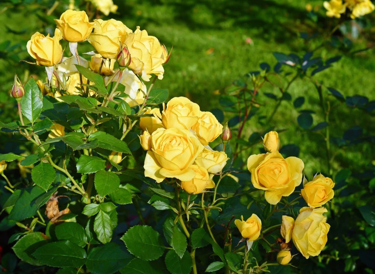Czym nawozić róże w maju, by bujnie kwitły? W tym okresie stosujemy nawozy o niższej zawartości azotu.