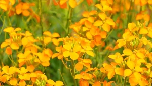 Spektakularnie kwitnie od maja, lubi susze. Jak uprawiać lak pospolity?