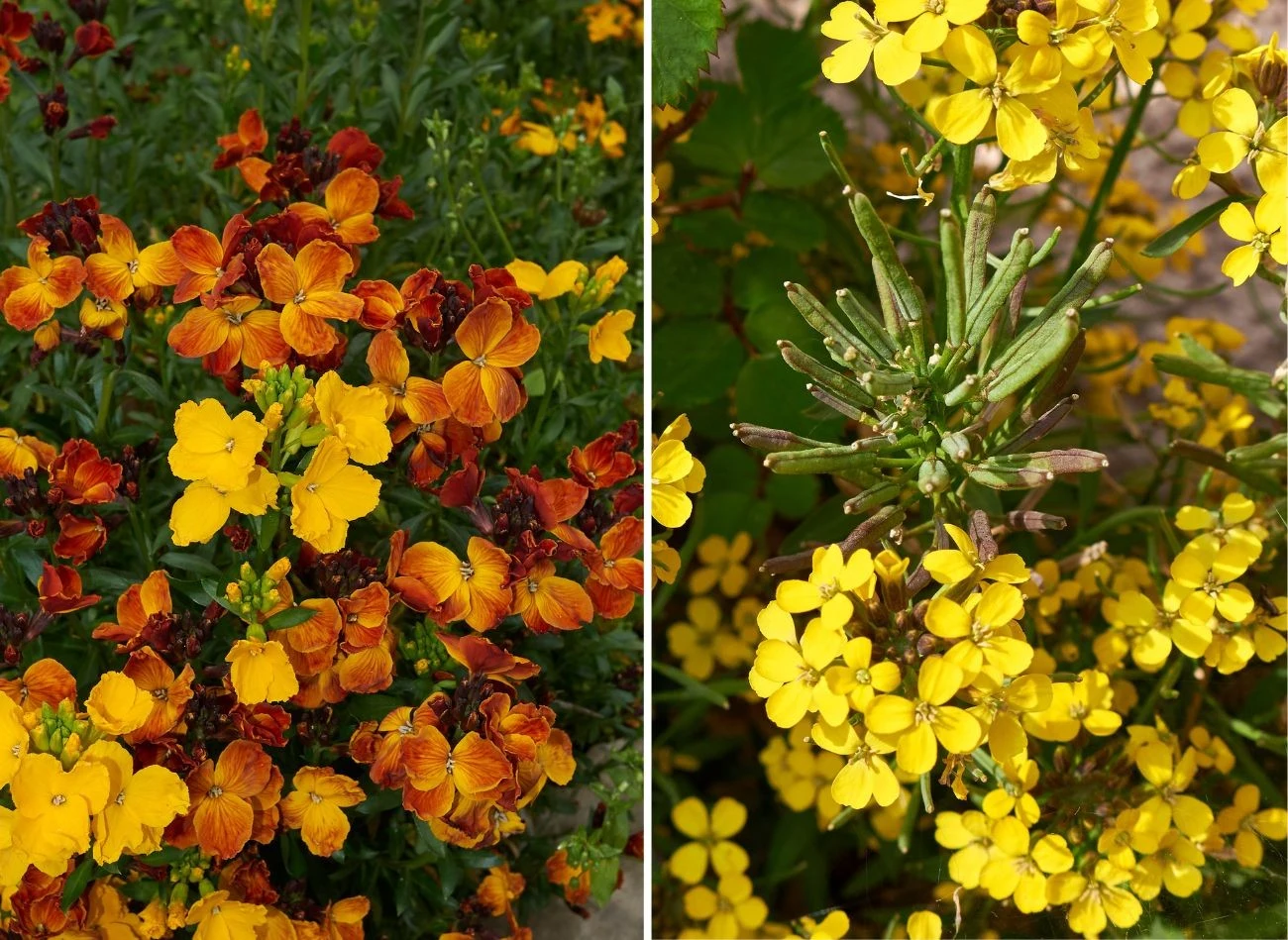 Lak pospolity występuje w kilku ciekawych odmianach, które warto łączyć na rabacie.