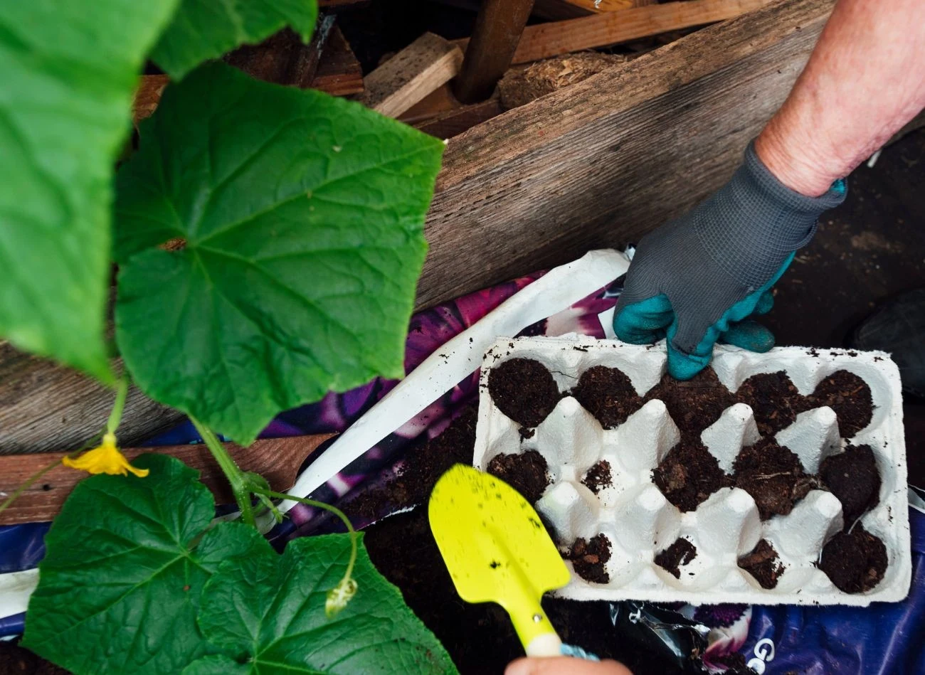 Wytłaczanki po jajach można delikatnie przysypać ziemią tak, aby uniemożliwić jego porwanie przez wiatr.