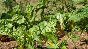 Czym najlepiej ściółkować rośliny? Ogrodnicy testują nowe materiały.