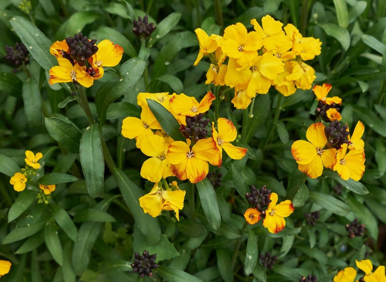 Lak pospolity jest rośliną odporną na suszę, dlatego nie wymaga intensywnego podlewania.