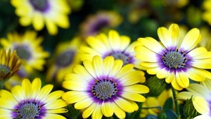 Stokrotka afrykańska, choć wygląda na delikatną, jest bardzo odporna na ostre słońce i przesuszenie.