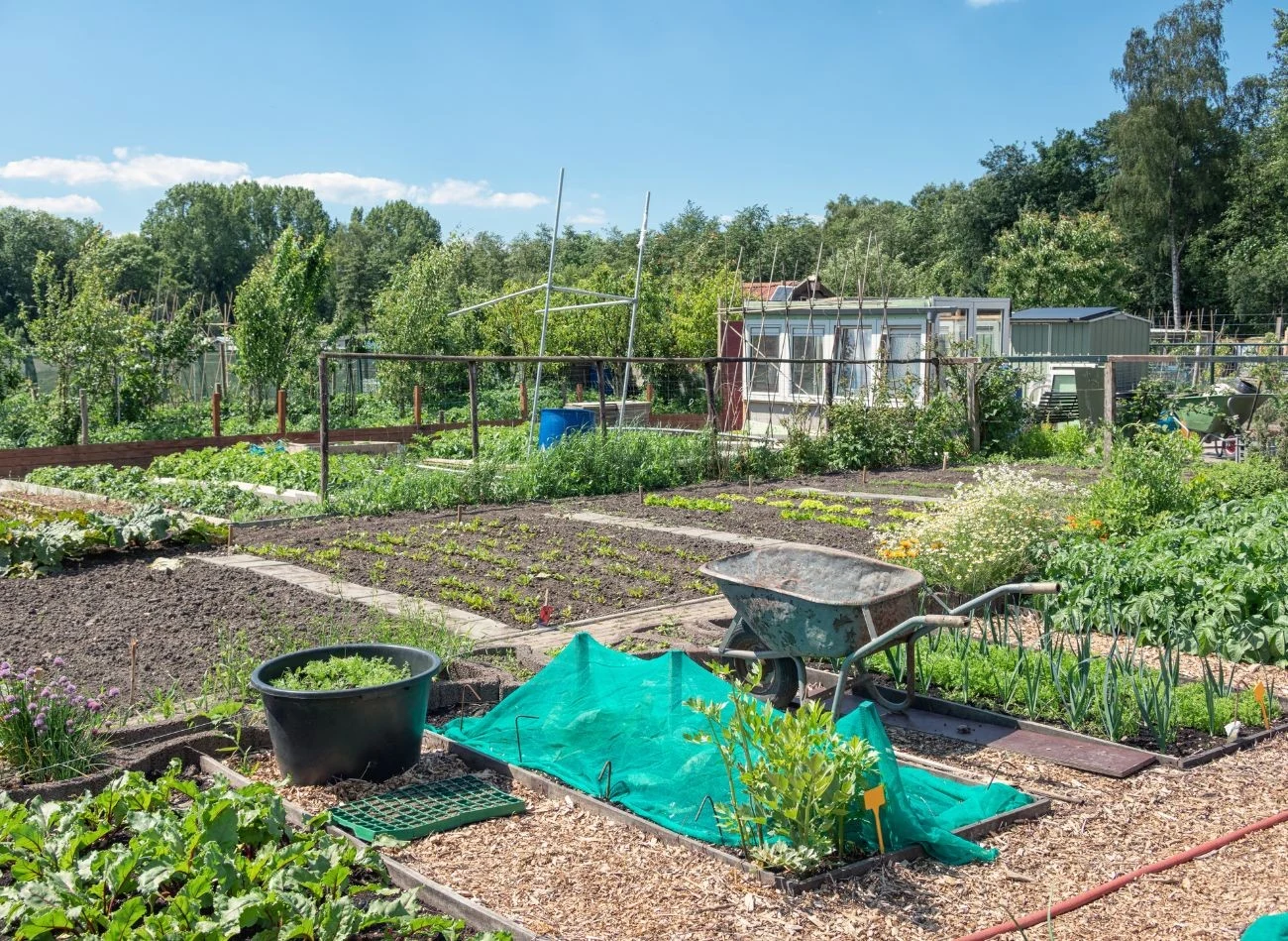Mediana cen działek ROD w Poznaniu i Krakowie przekracza już 70 tys