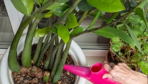 Naturalna odżywka do zamiokulkasa pobudzi go do wypuszczania nowych liści.