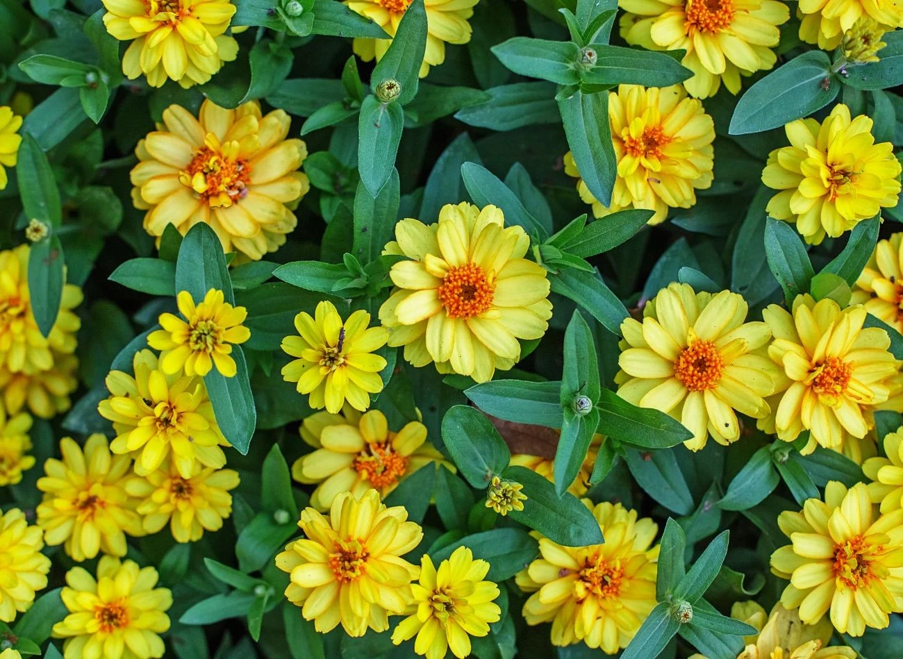 Sanwitalia ro roślina płożąca, która idealnie nadje się do obsadzania skrzynek balkonowych.