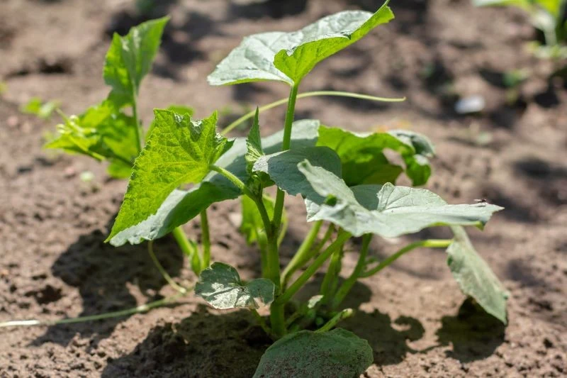 Czym pryskać ogórki od zarazy