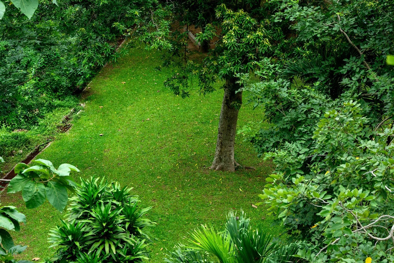 Rośliny zimozielone będą cieszyć oko przez cały rok
