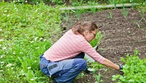 Jak stosować sodę oczyszczoną, by pozbyć się chwastów w ogrodzie?