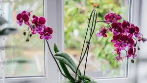 Jak często podlewać storczyki? Wiele zależy od temperatury otoczenia, wilgotności powietrza, dostępu do światła oraz rodzaju podłoża.