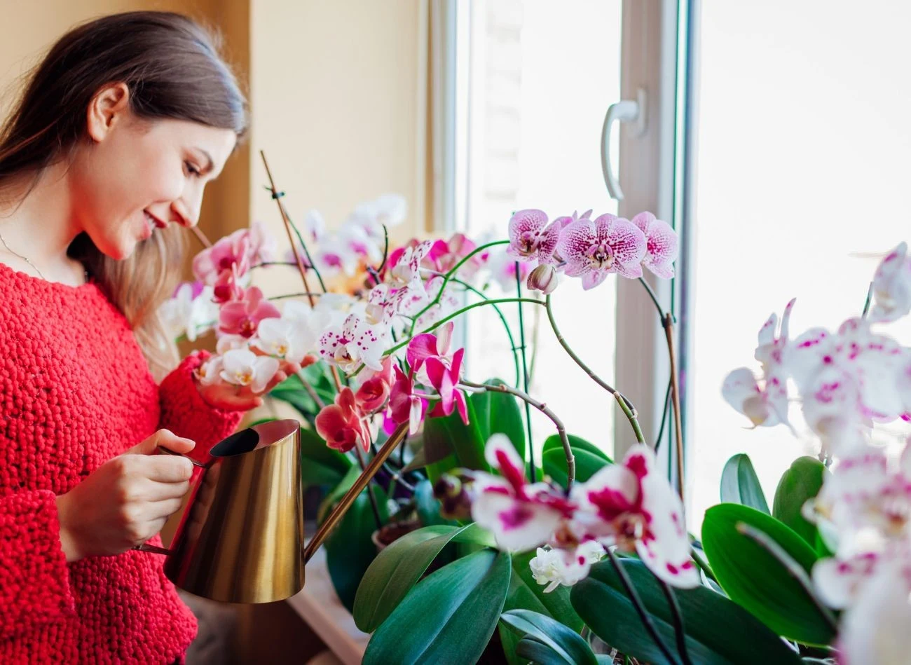 Podlewaj lub mocz storczyki rano, by roślina zdążyła obeschnąć przed nocą.