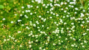 Karmnik ościsty rośnie w miejscach zacienionych. Jest bardzo odporną rośliną.