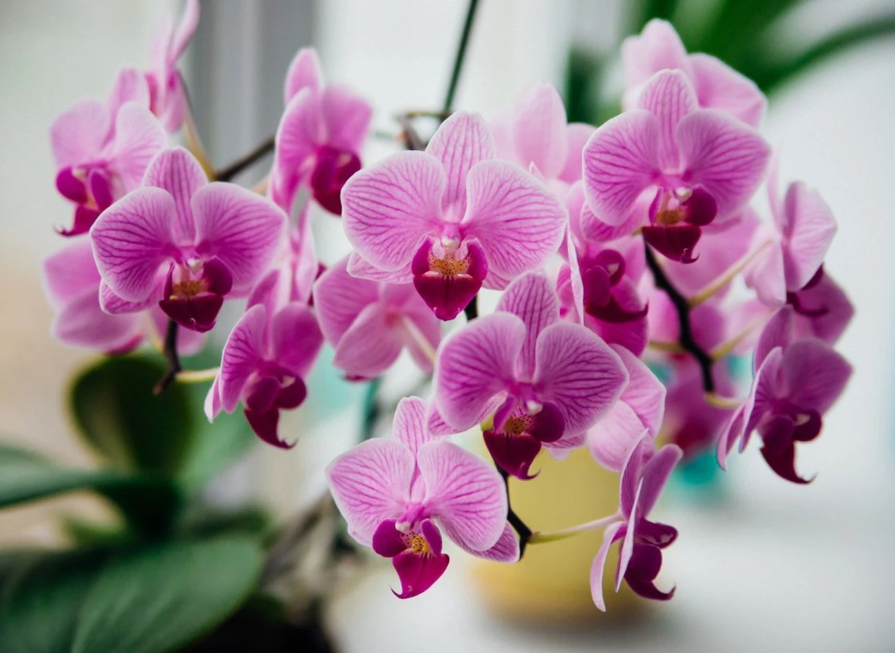 Zbyt intensywne słońce może poparzyć liście storczyka, a cień spowolnić wzrost.