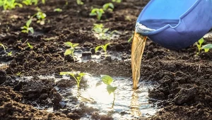 Wiosną gnojówka z pokrzyw jest doskonałym nawozem do porzeczki.