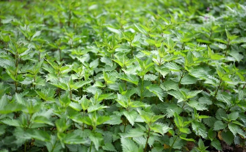 Pokrzywy zawierają cenne dla roślin składniki odżywcze