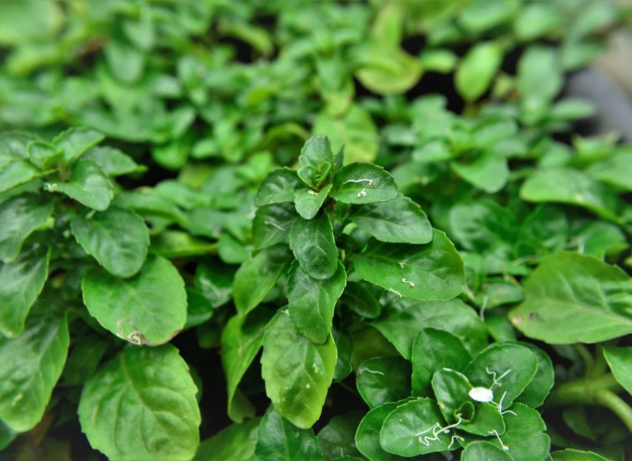Mięta polej to niska rozłogowa roślina, która dobrze znosi deptanie. Fot. Nancy Ayumi/CanavaPro
