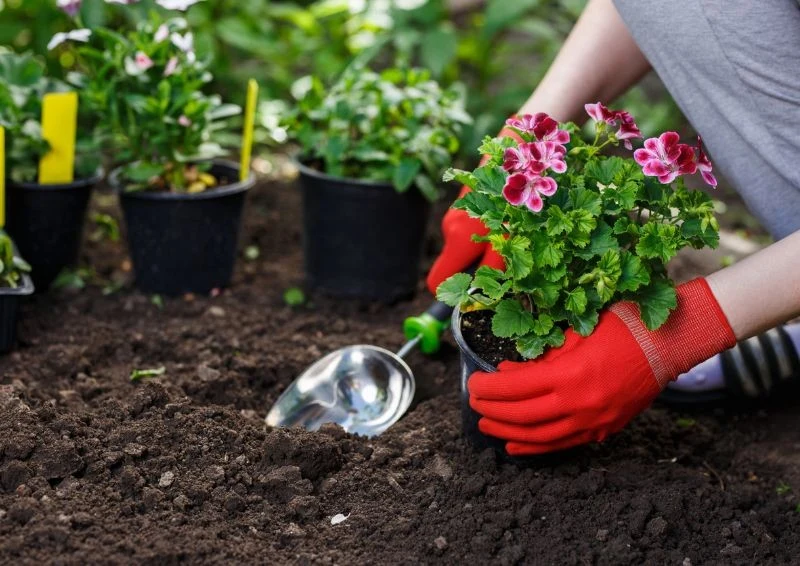 Wystarczy kilka zabiegów i pelargonie będą w doskonałej formie.