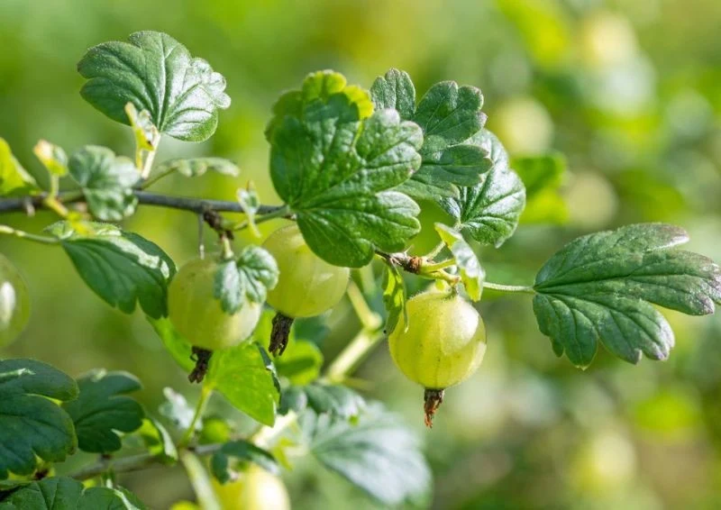Nasturcja posadzona obok agrestu odstraszy mszyce i przyciągnie pożyteczne owady
